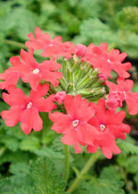 Verbena 'Homestead Red'